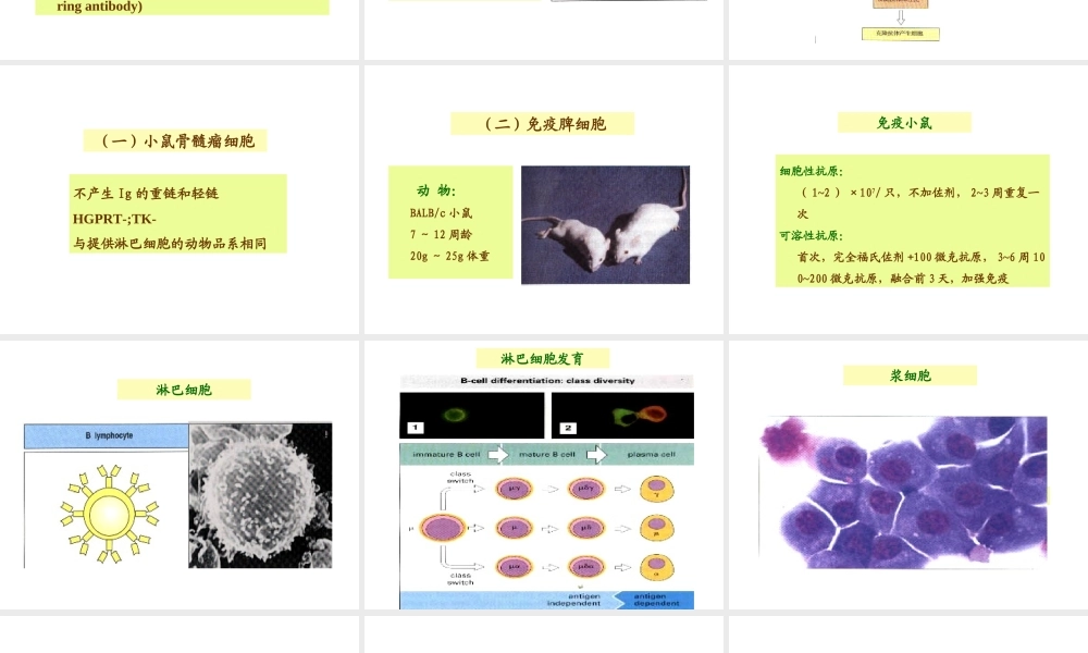 第04章单克隆抗体(1).ppt