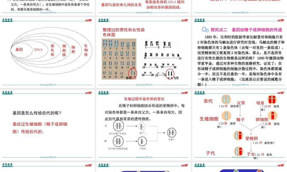 第二节 基因在亲子代间的传递.ppt