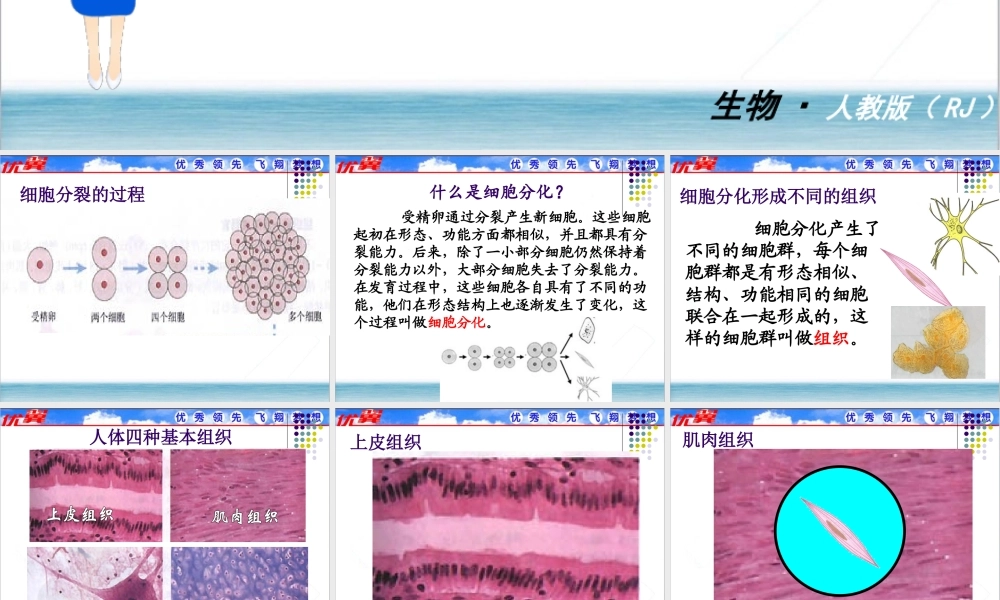 第二节 动物体的结构层次.ppt