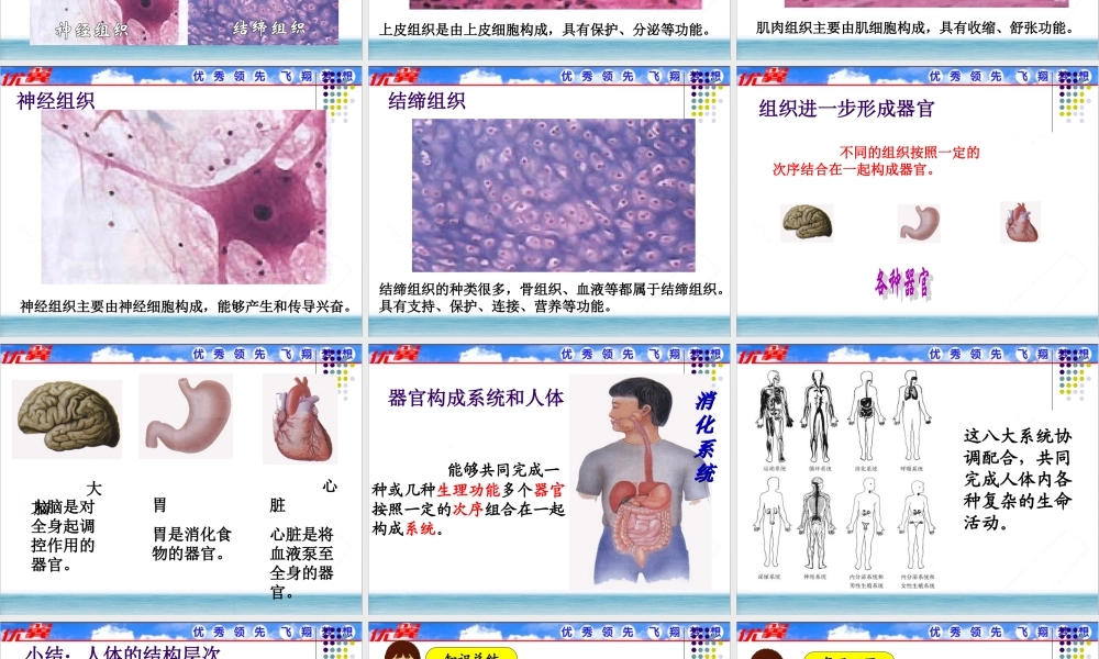 第二节 动物体的结构层次.ppt