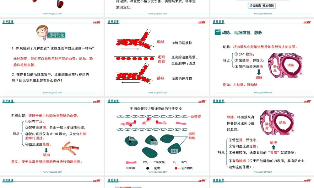 第二节 血流的管道——血管.ppt