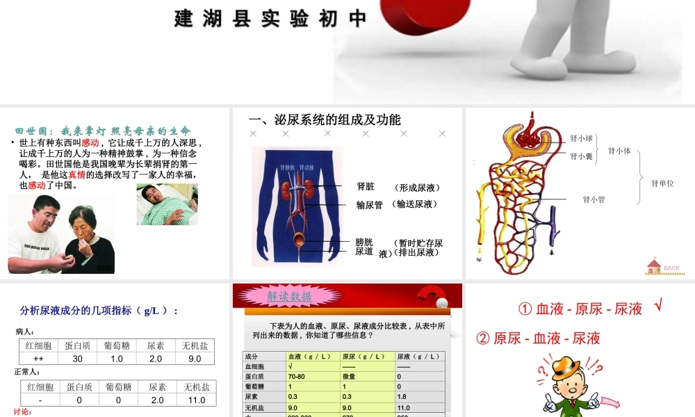 00.17生物课件：《尿液的形成和排出》公开课.ppt