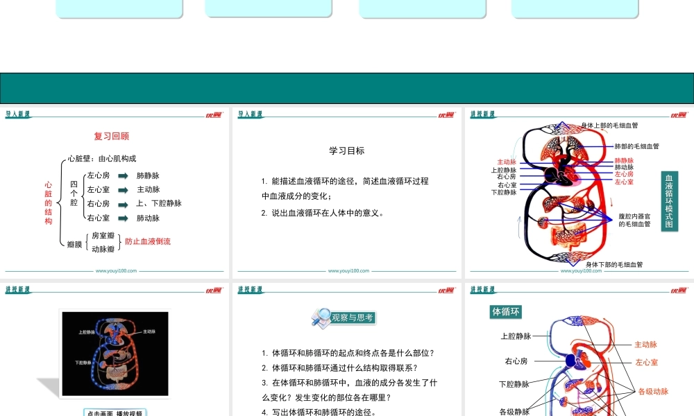 第2课时 血液循环的途径.ppt