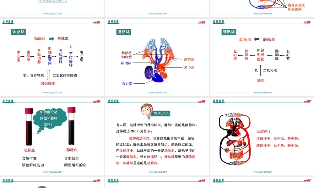 第2课时 血液循环的途径.ppt