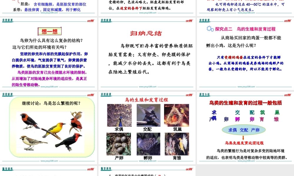 第四节 鸟的生殖和发育.ppt