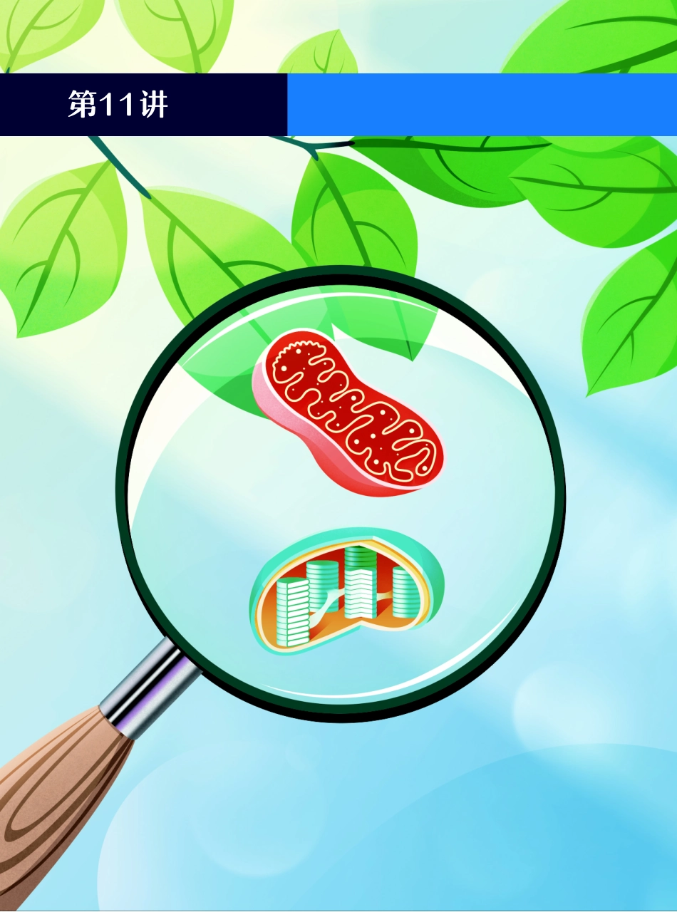 高一尖端讲义-11.一个公式理解净光合.pdf_第1页