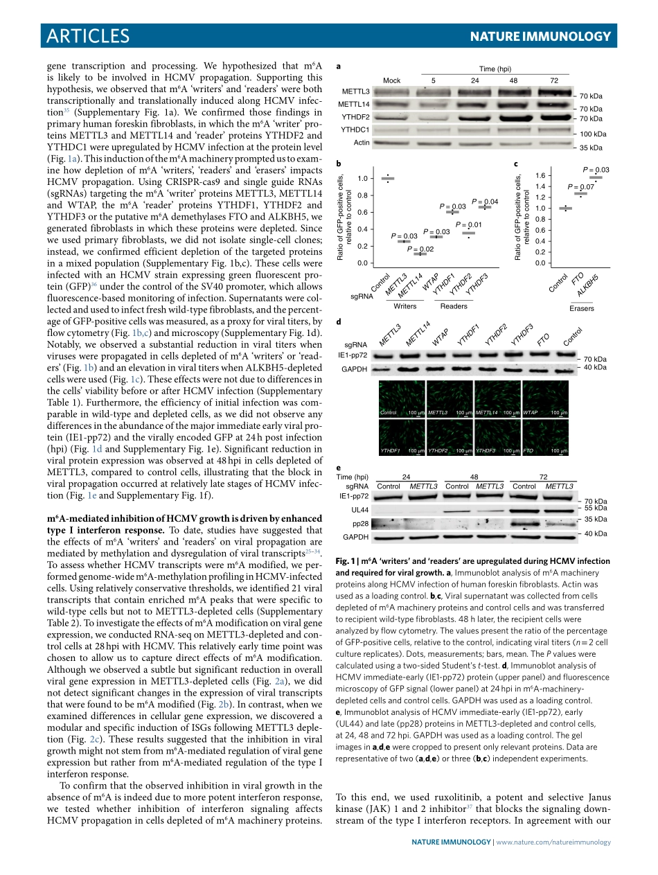 免疫调控：m6 A modification controls the innate immune response to infection by targeting type I interferons.pdf_第2页