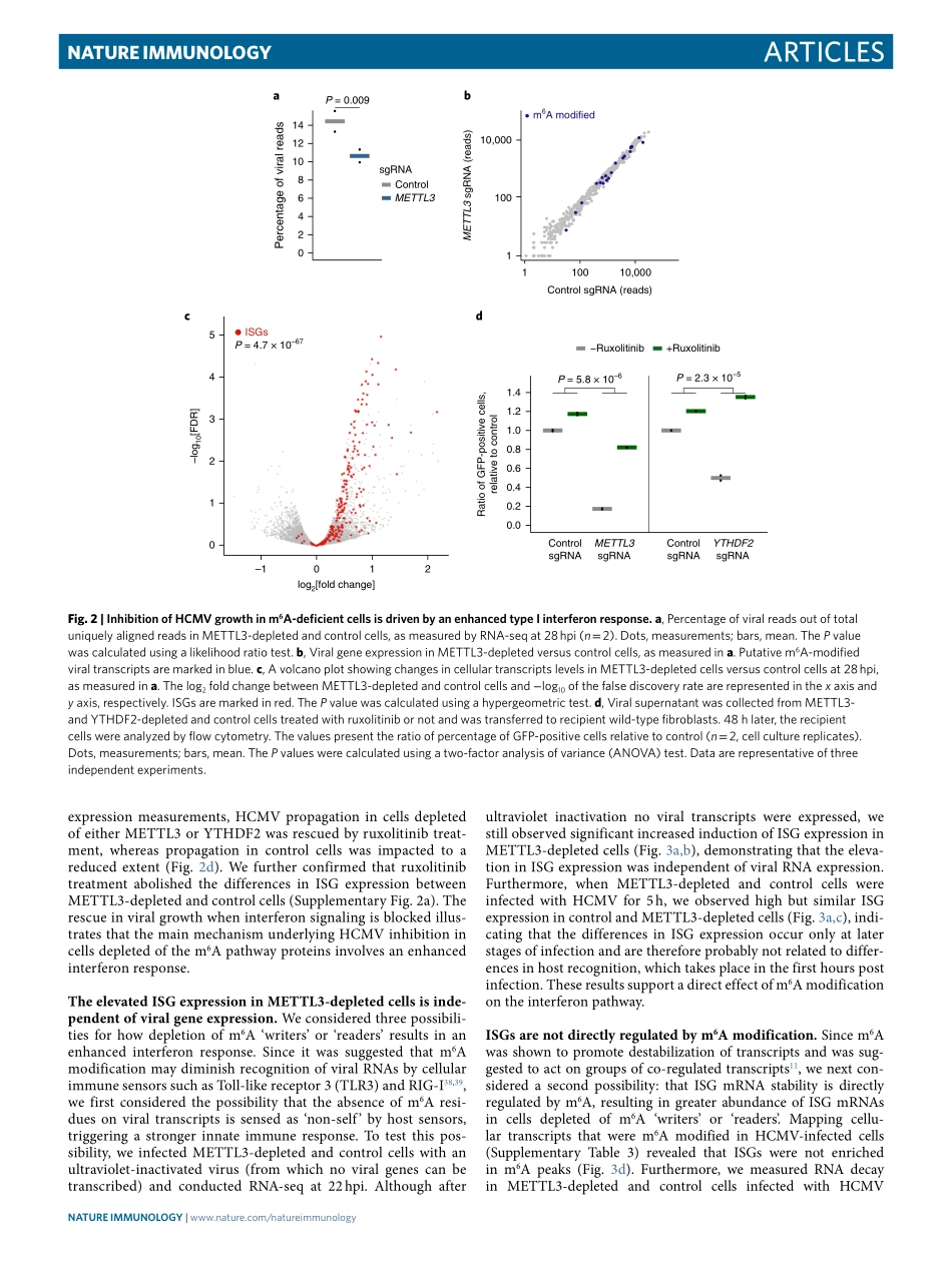 免疫调控：m6 A modification controls the innate immune response to infection by targeting type I interferons.pdf_第3页