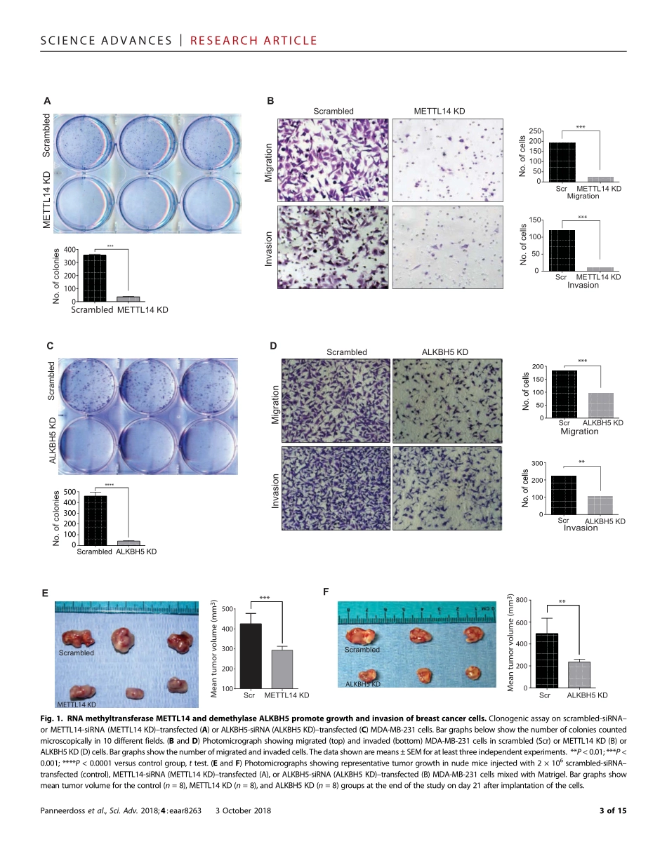 RNA甲基化工具酶的调控网络机制：Cross-talk among writers, readers, and erasers of m6 A regulates cancer growth and progression.pdf_第3页