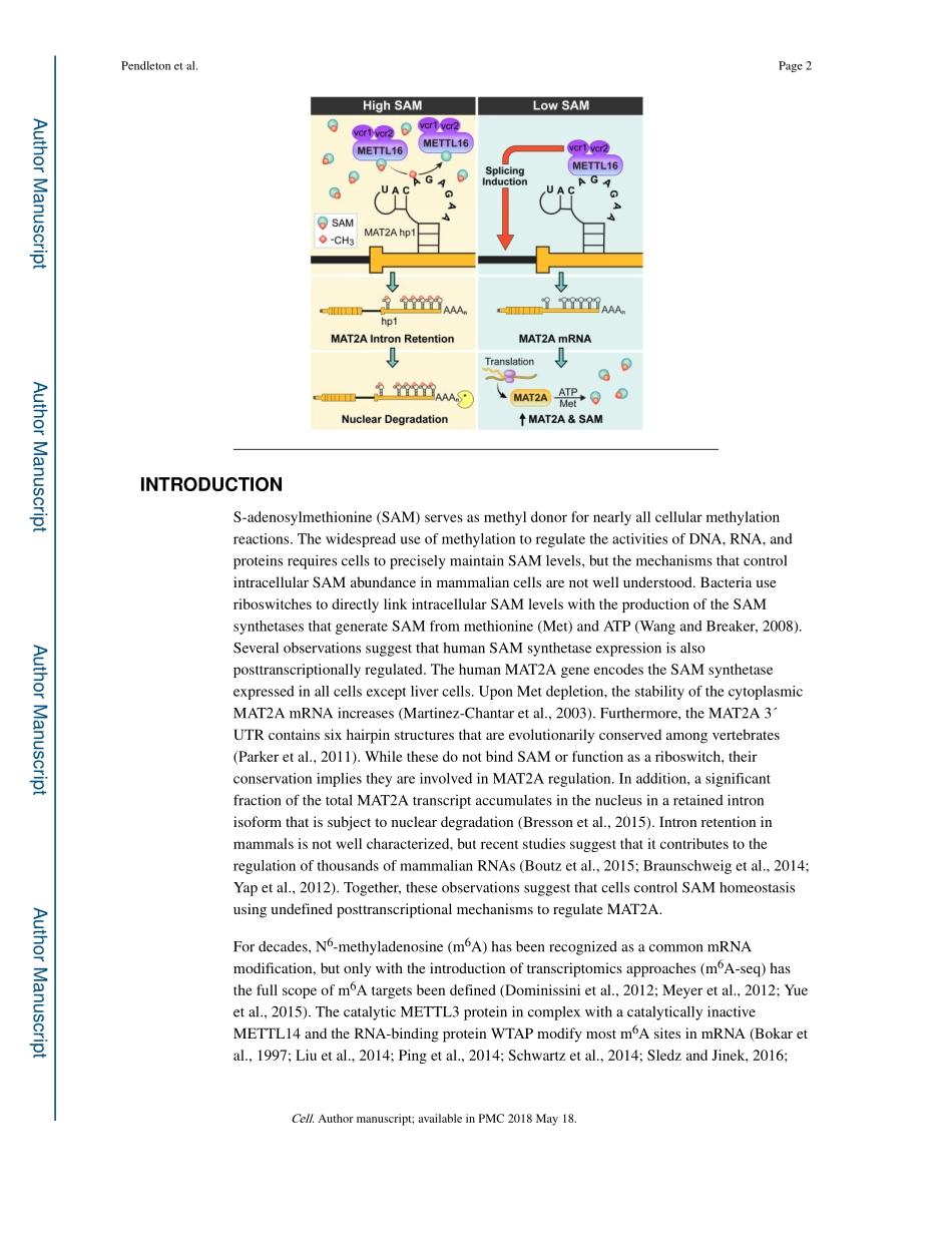 可变剪接调控：The U6 snRNA m6A methyltransferase METTL16 regulates SAM synthetase intron retention.pdf_第2页