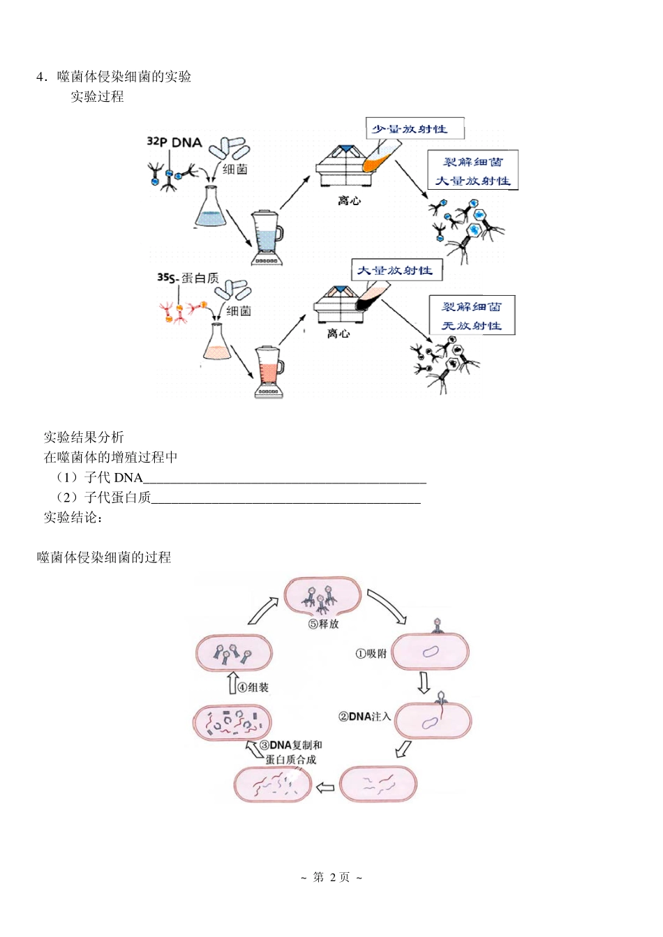 4遗传的物质基础.pdf_第2页
