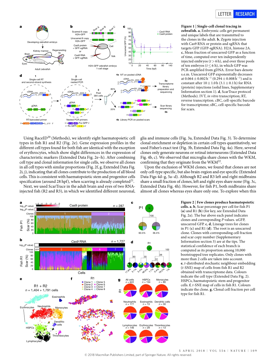 2018-Alemany-Whole-organism clone tracing usin.pdf_第2页