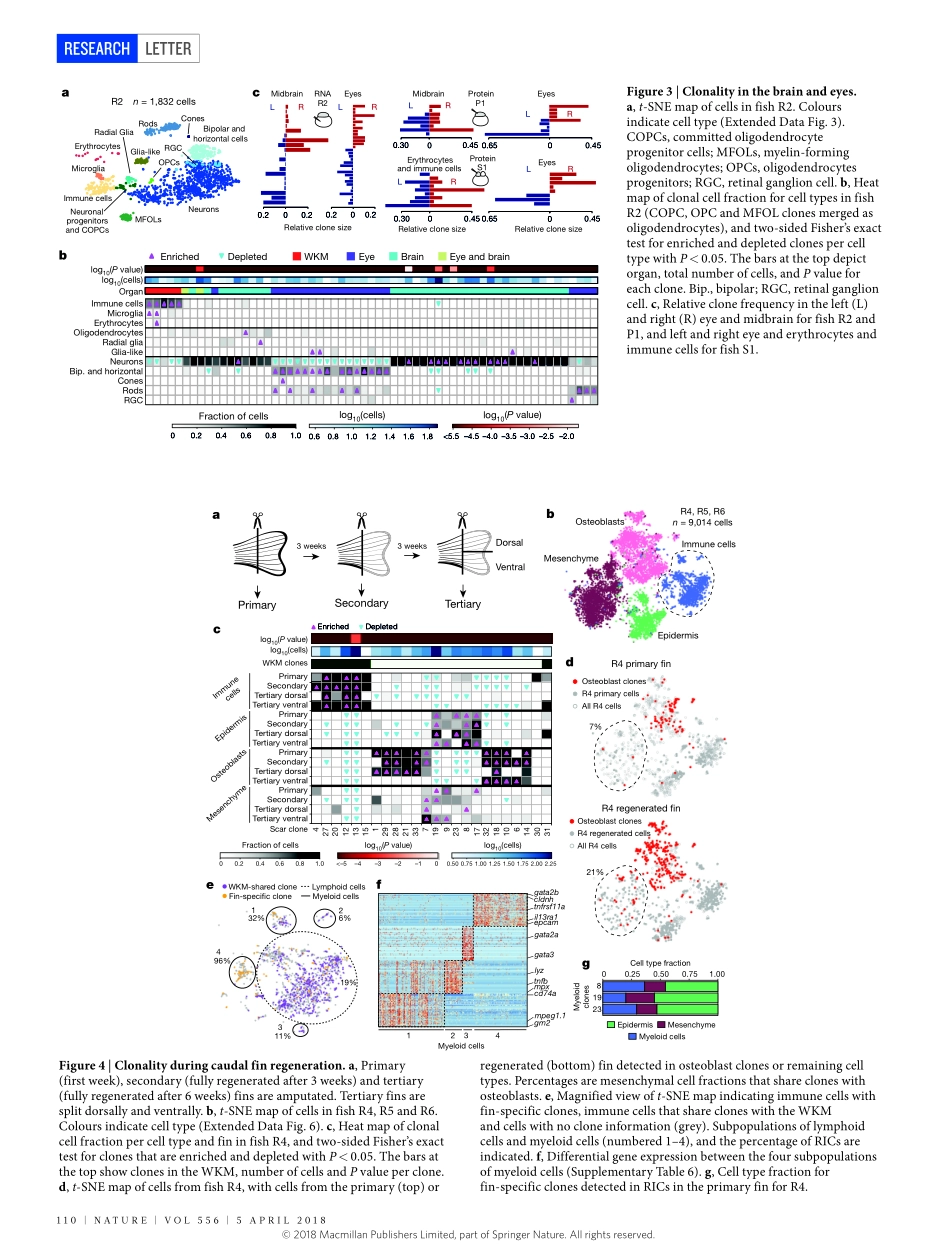 2018-Alemany-Whole-organism clone tracing usin.pdf_第3页
