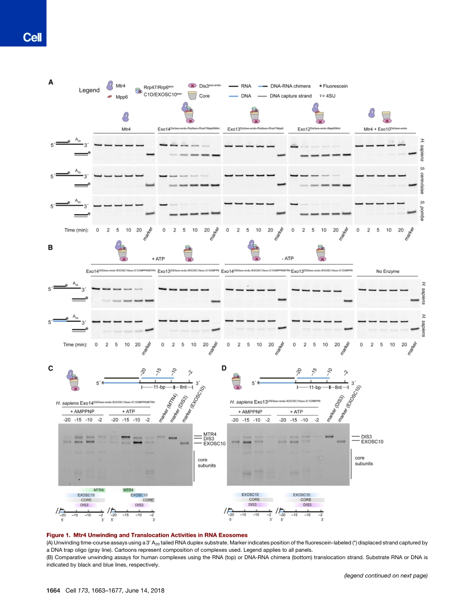 Weick-2018-Helicase-Dependent RNA Decay Illumi.pdf_第3页