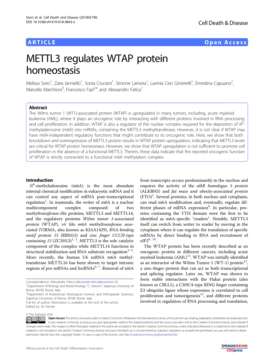 细胞增殖：METTL3 regulates WTAP protein homeostasis.pdf_第1页