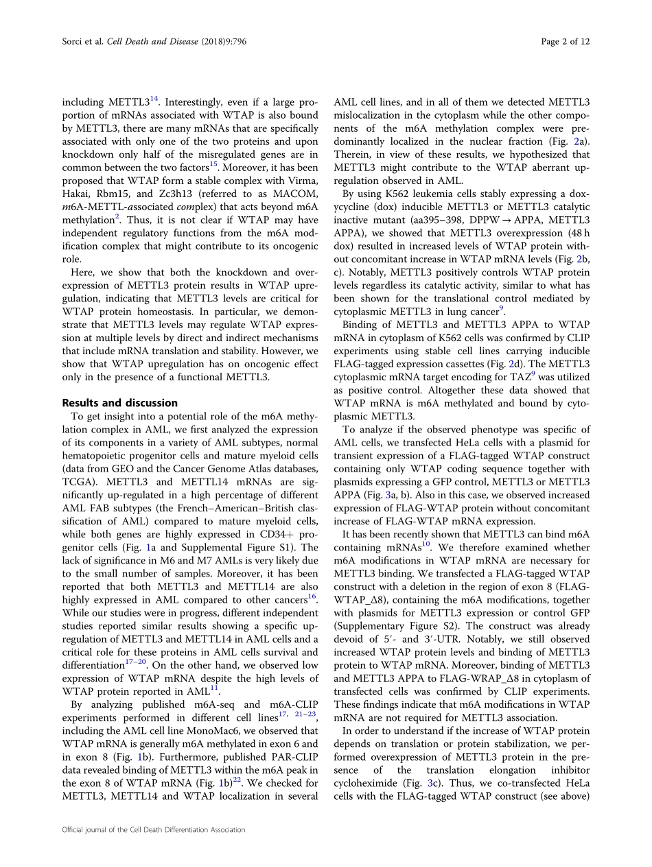 细胞增殖：METTL3 regulates WTAP protein homeostasis.pdf_第2页