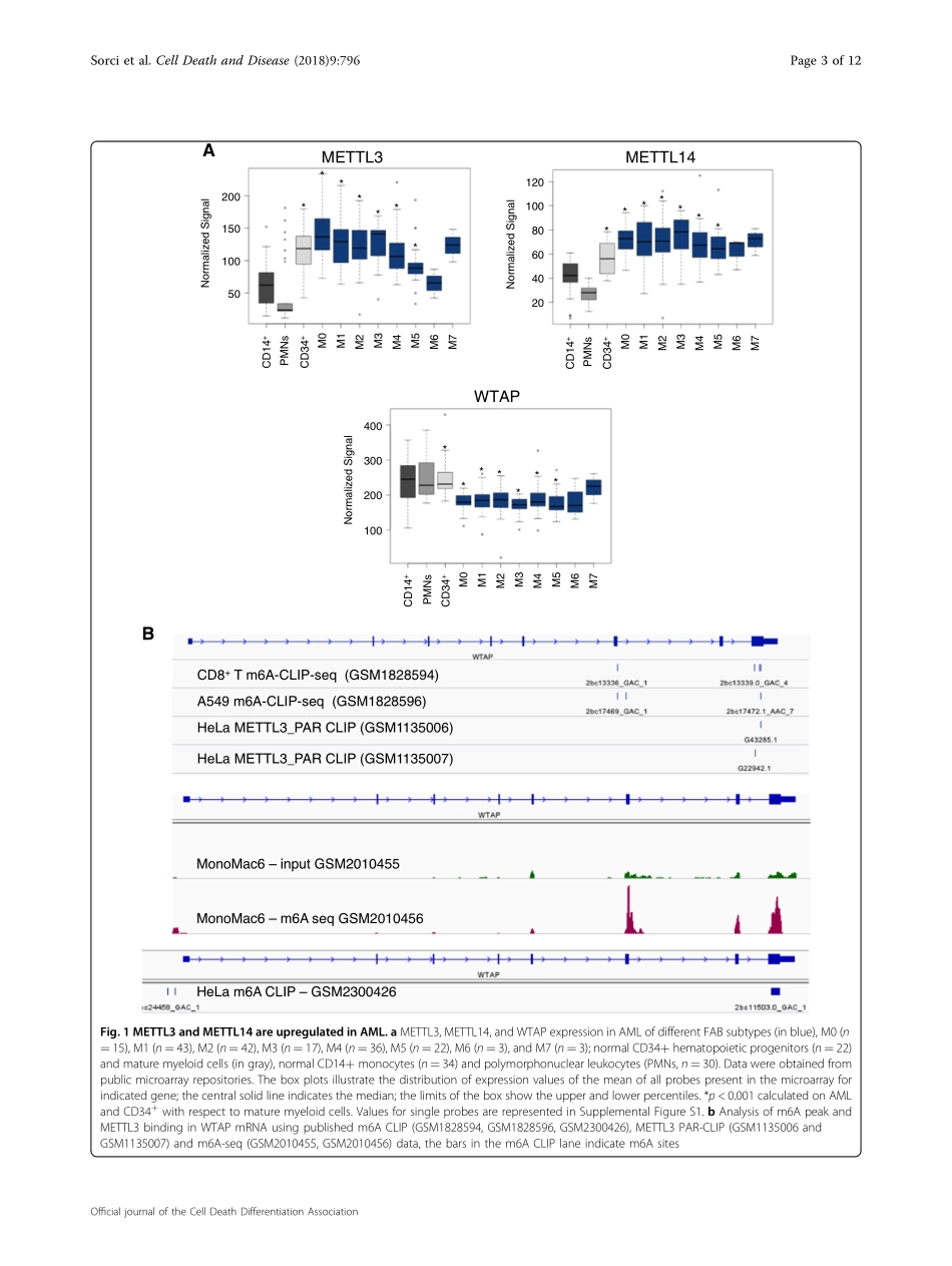 细胞增殖：METTL3 regulates WTAP protein homeostasis.pdf_第3页