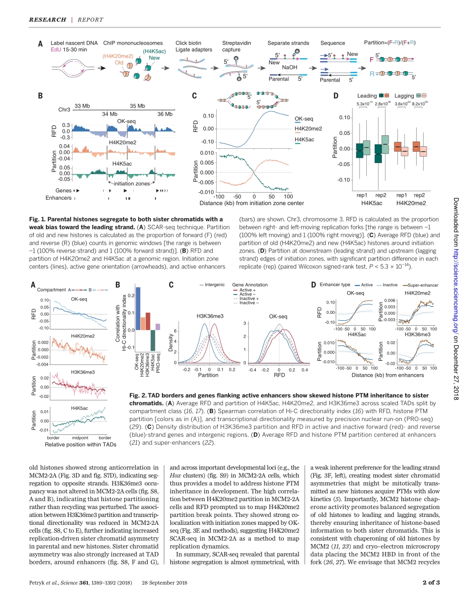 2018-Petryk-MCM2 promotes symmetric inheritanc.pdf_第2页