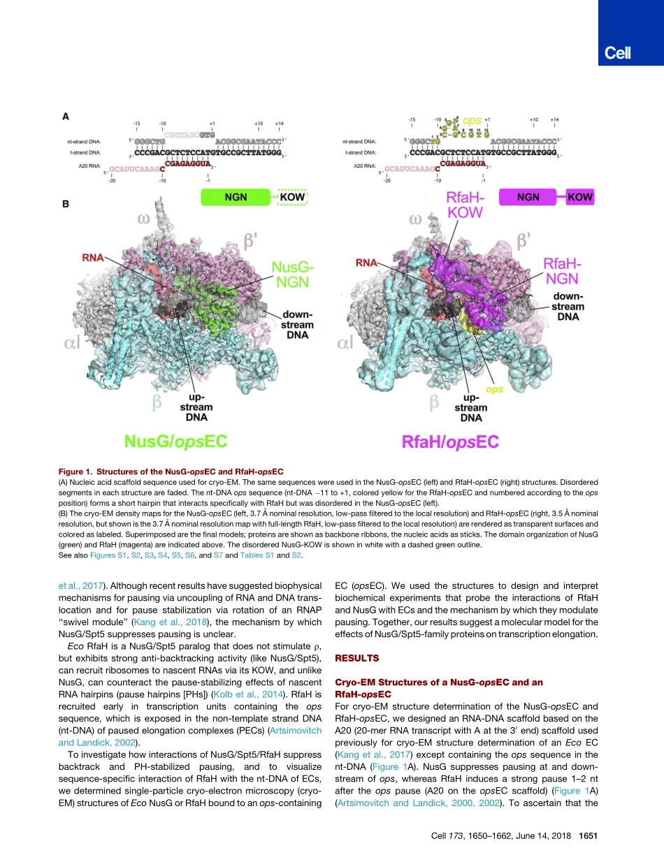 2018-Kang-Structural Basis for Transcript Elon.pdf_第3页