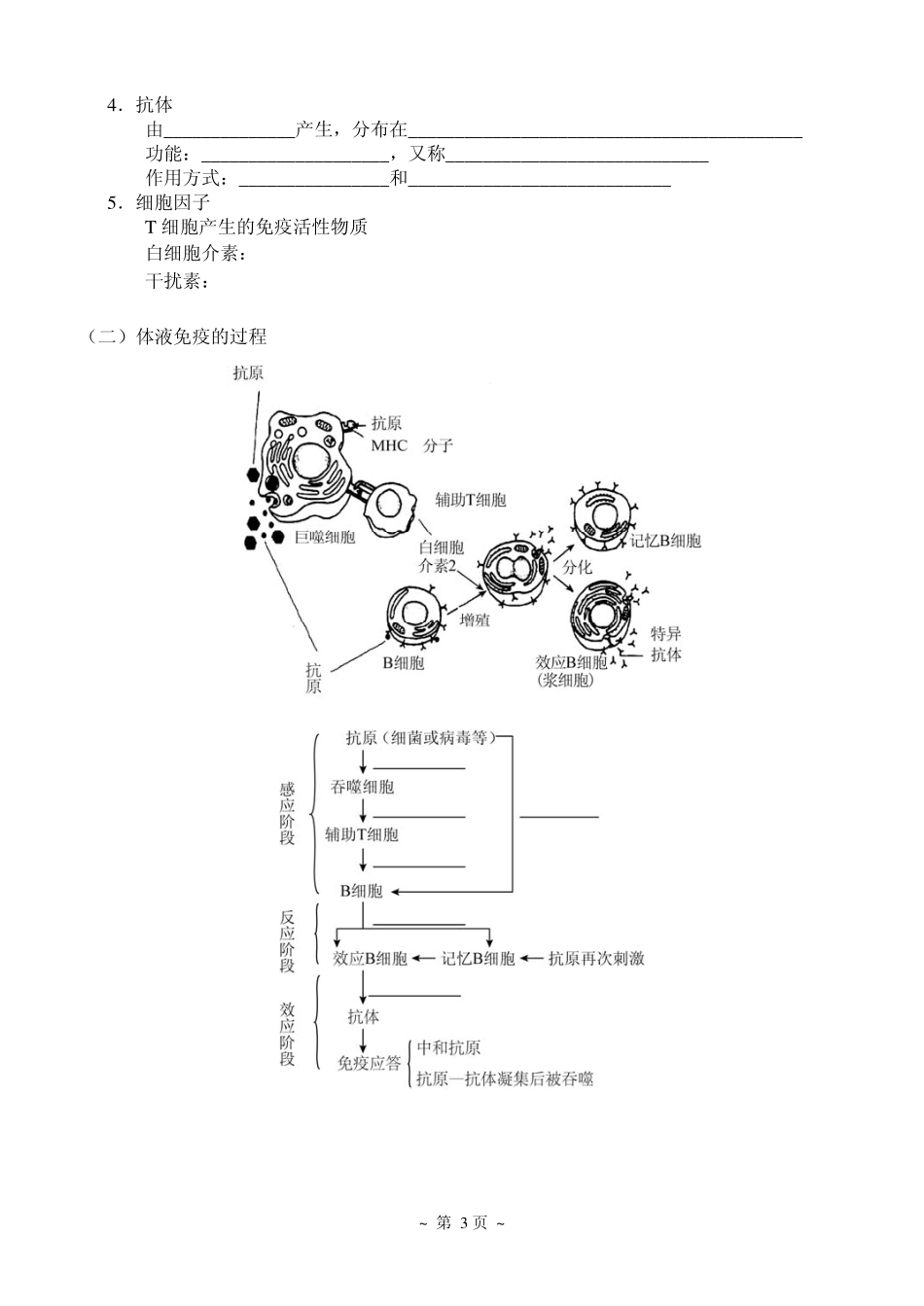 4免疫调节.pdf_第3页