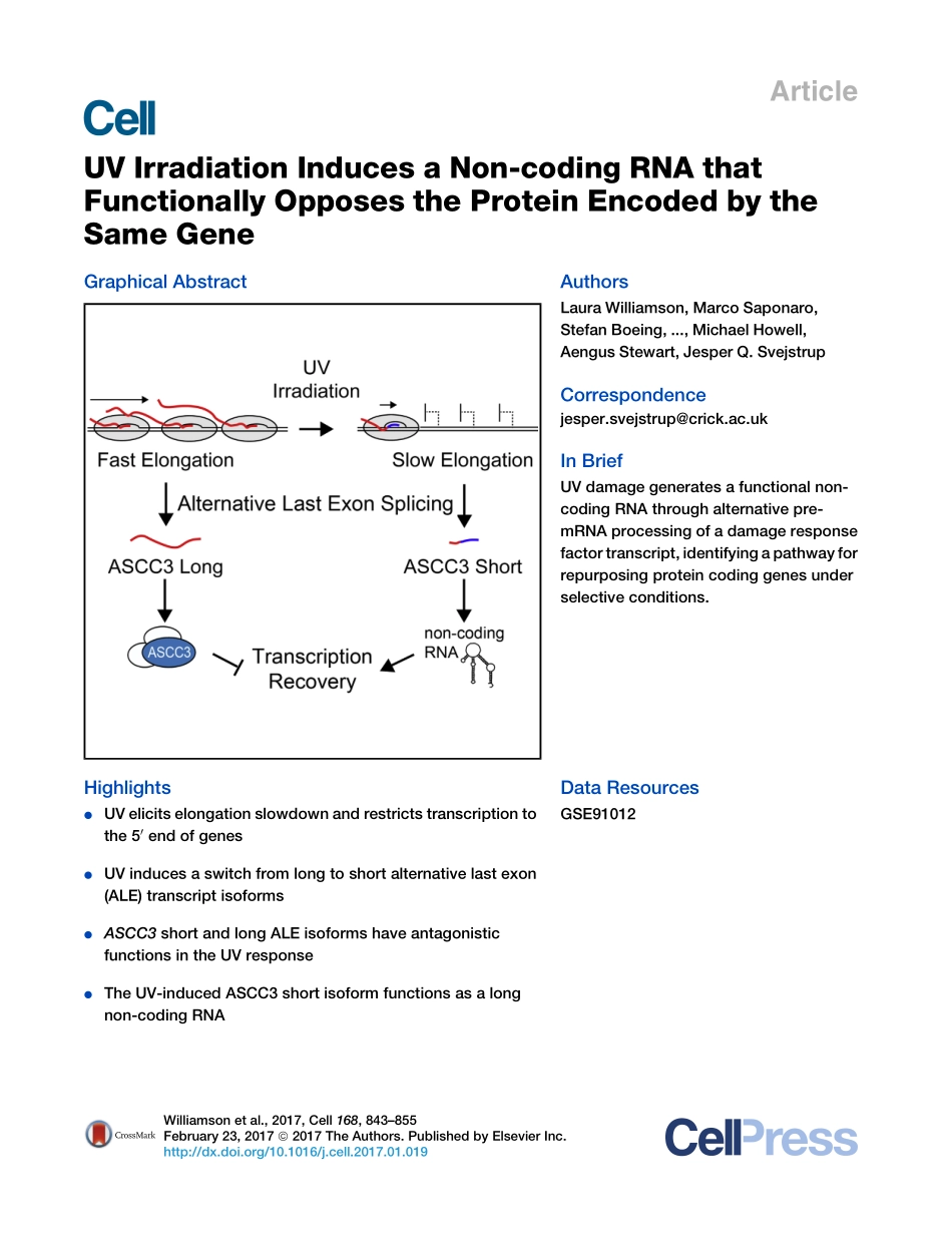 2017-Williamson-UV Irradiation Induces a Non-c.pdf_第1页