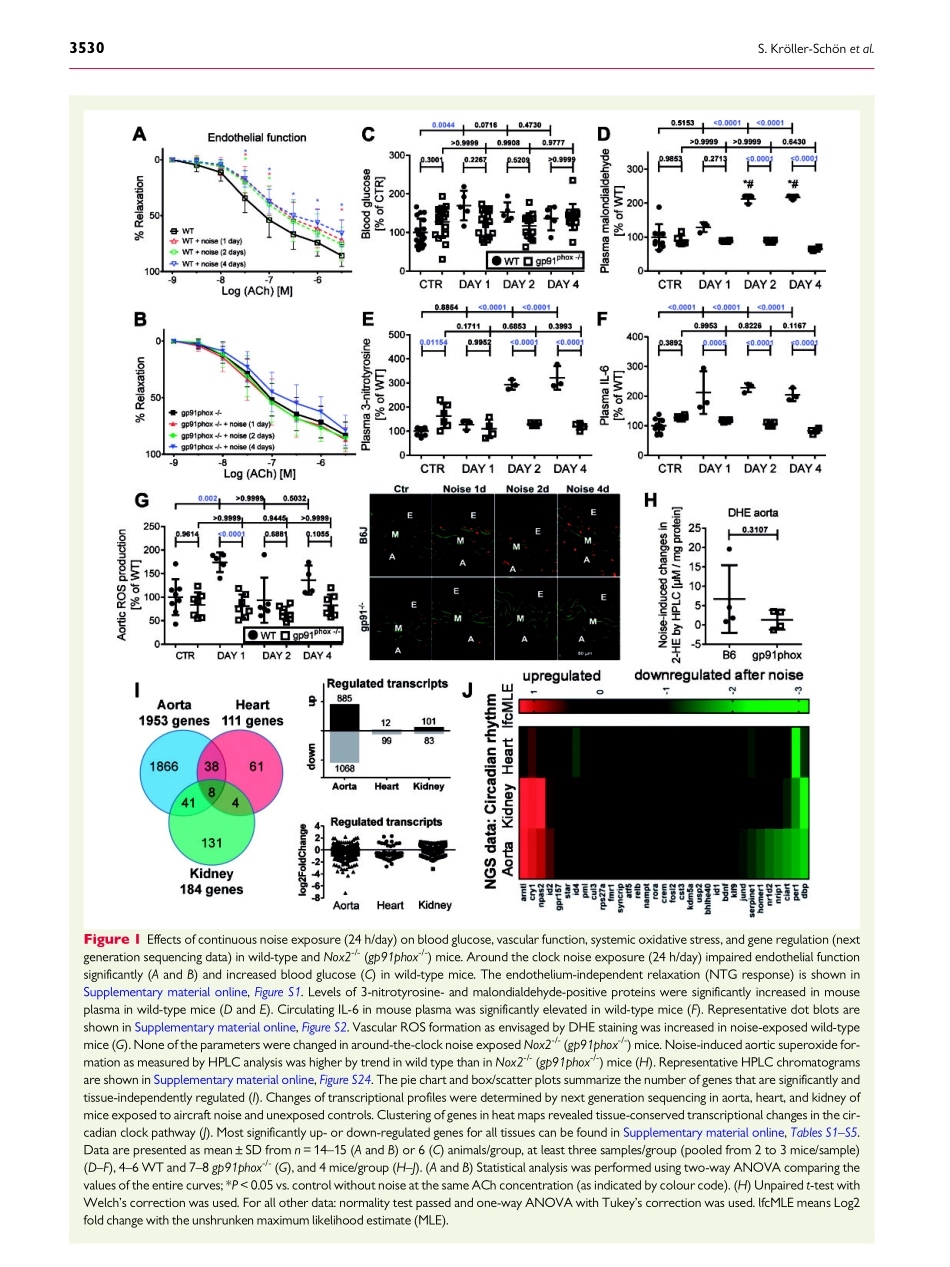 2018-Kroller-Schon-Crucial role for Nox2 and s.pdf_第3页