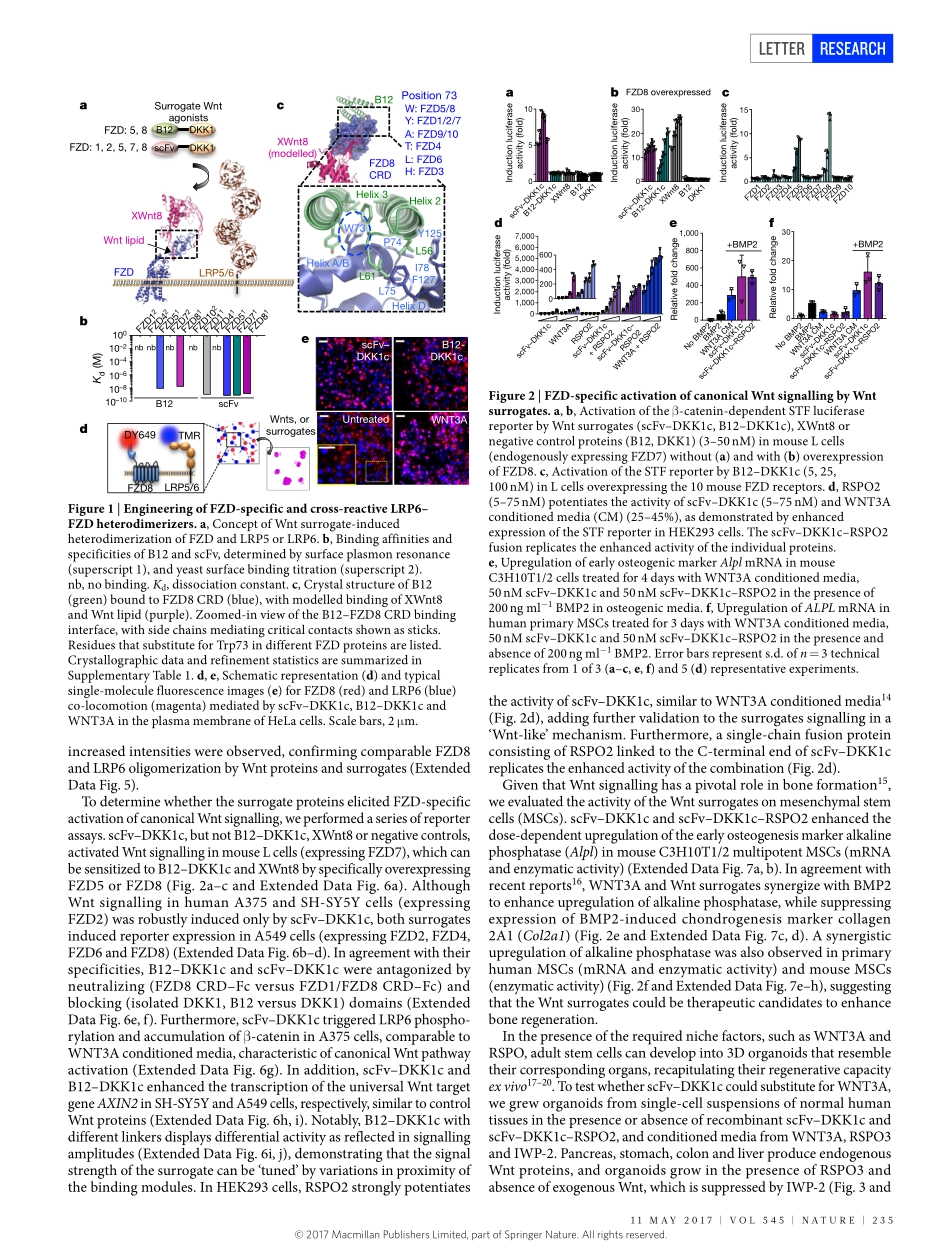 2017-Janda-Surrogate Wnt agonists that phenoco.pdf_第2页