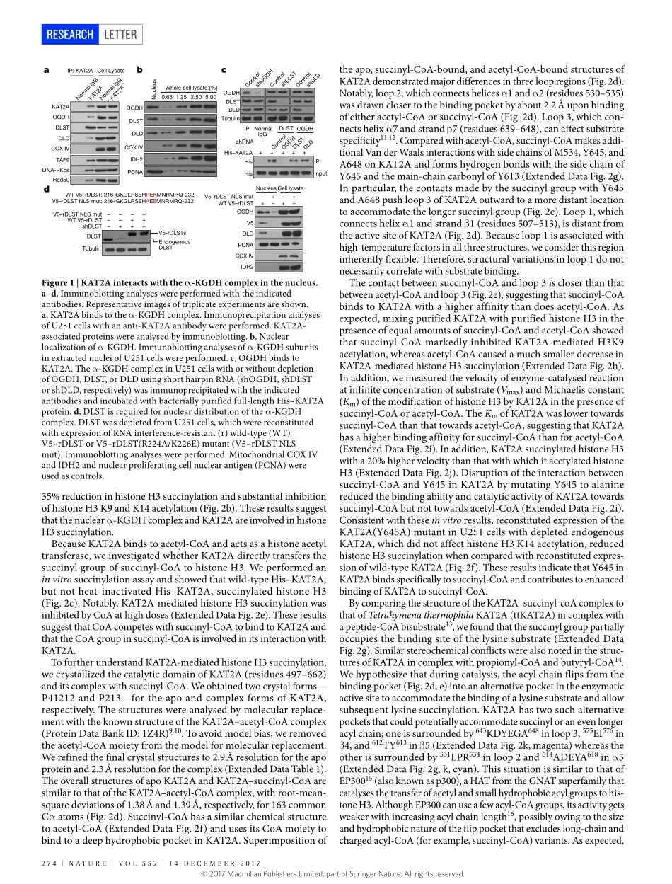2017-Wang-KAT2A coupled with the alpha-KGDH co.pdf_第2页