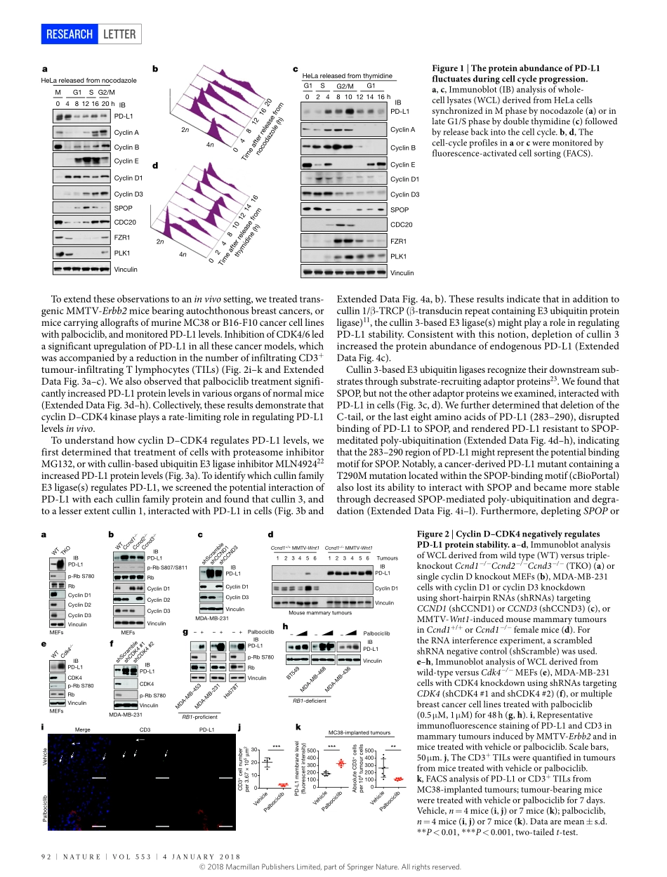 2018-Zhang-Cyclin D-CDK4 kinase destabilizes P.pdf_第2页