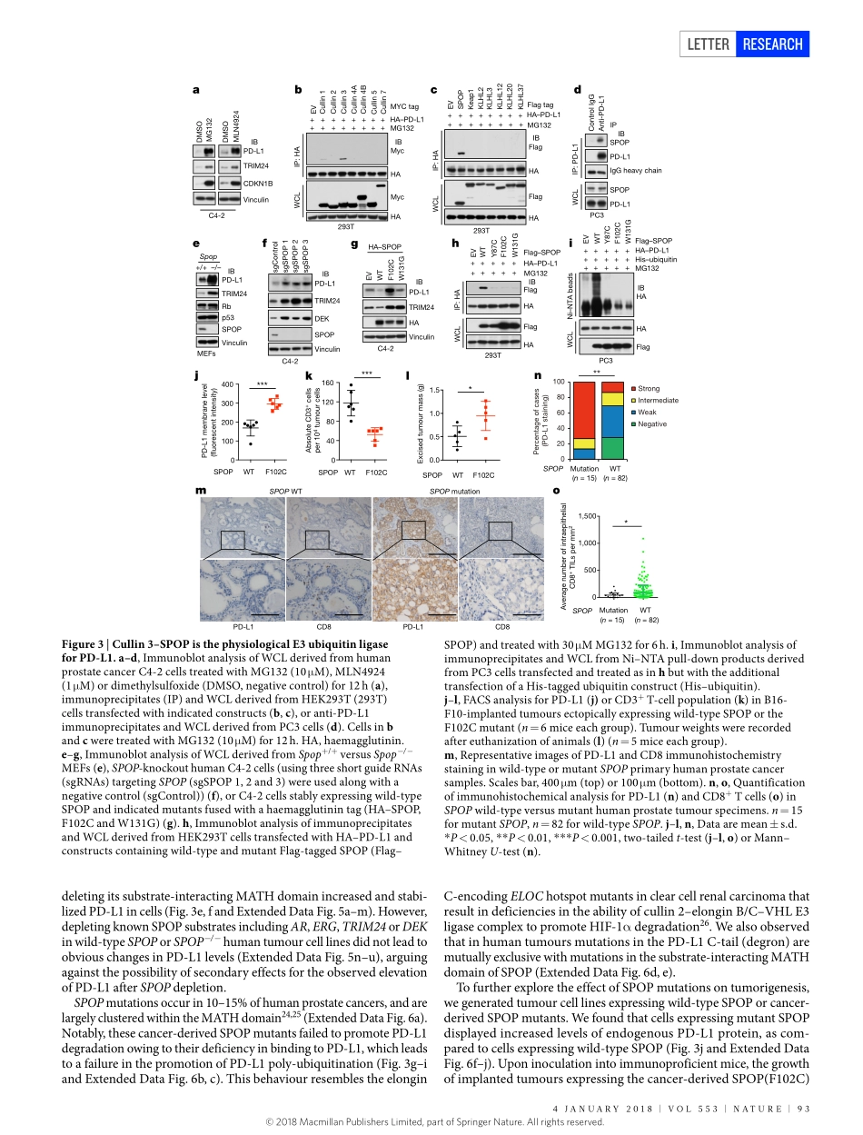 2018-Zhang-Cyclin D-CDK4 kinase destabilizes P.pdf_第3页