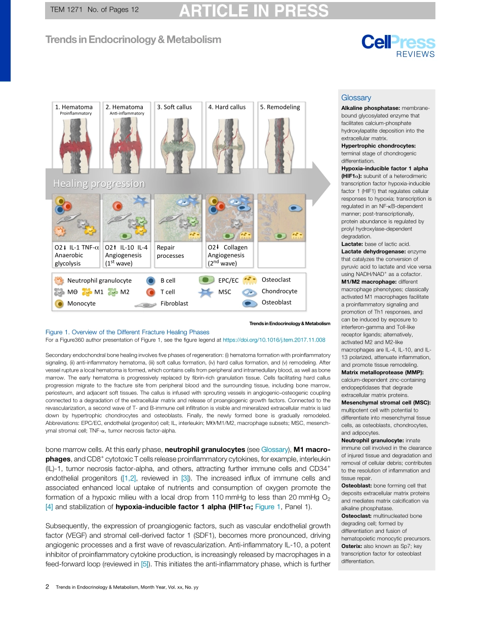 The Metabolic Microenvironment Steers Bone Tissue Regeneration.pdf_第2页