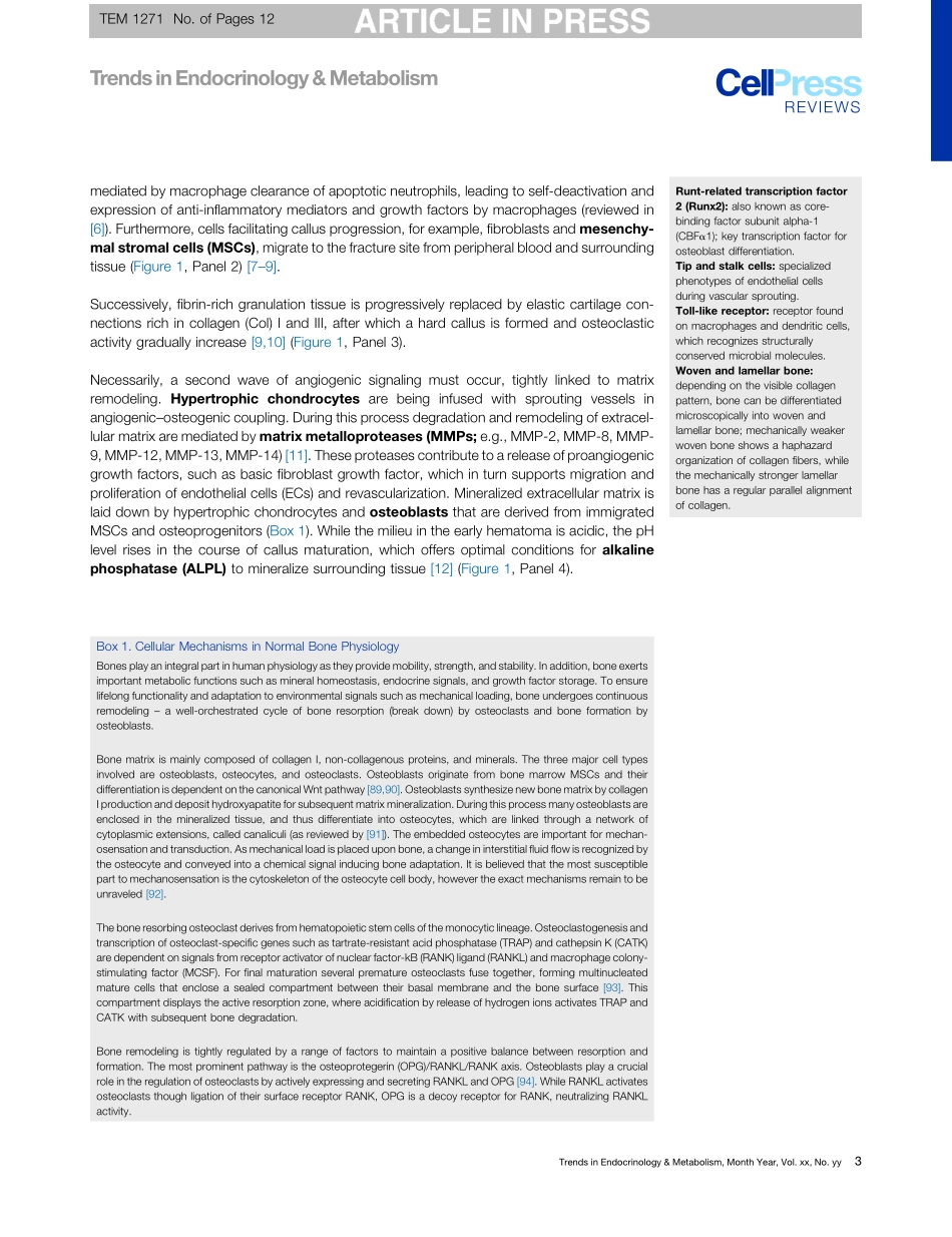 The Metabolic Microenvironment Steers Bone Tissue Regeneration.pdf_第3页