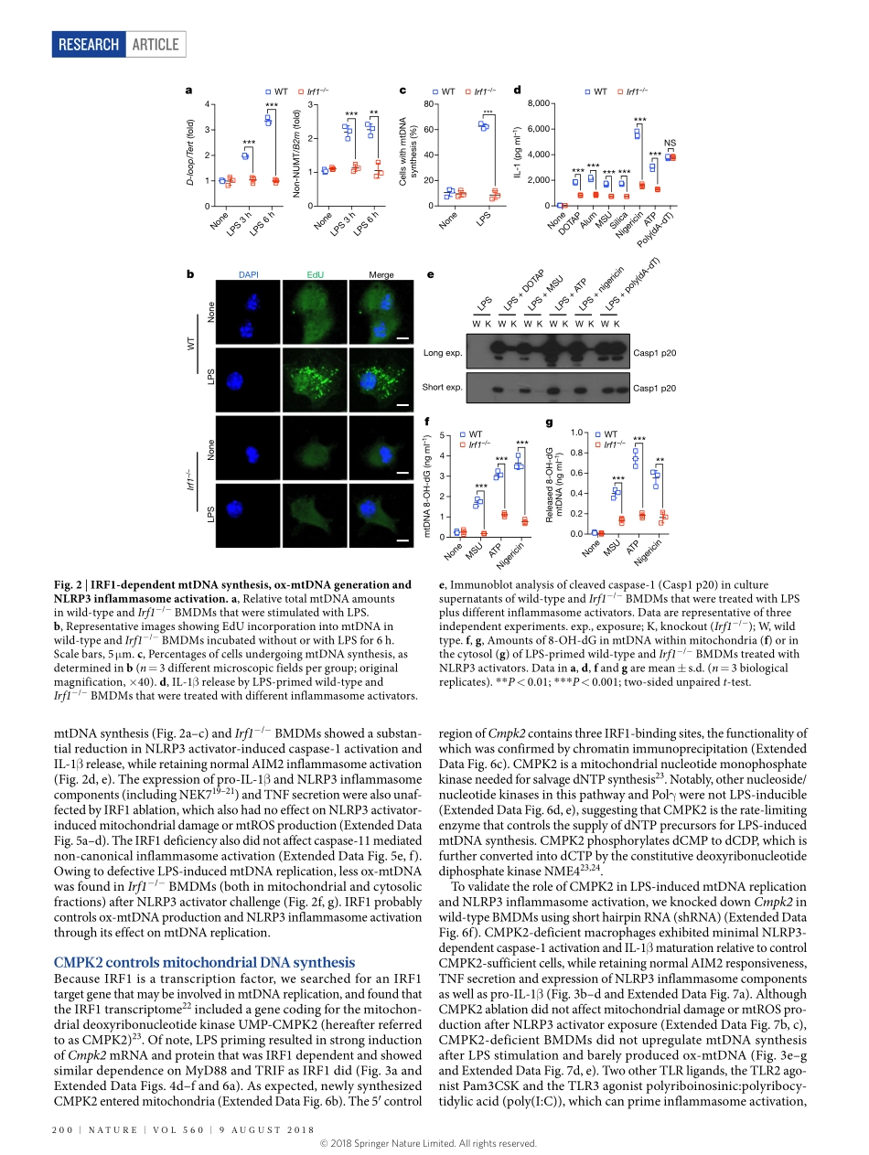 Zhong-2018-New mitochondrial DNA synthesis ena.pdf_第3页