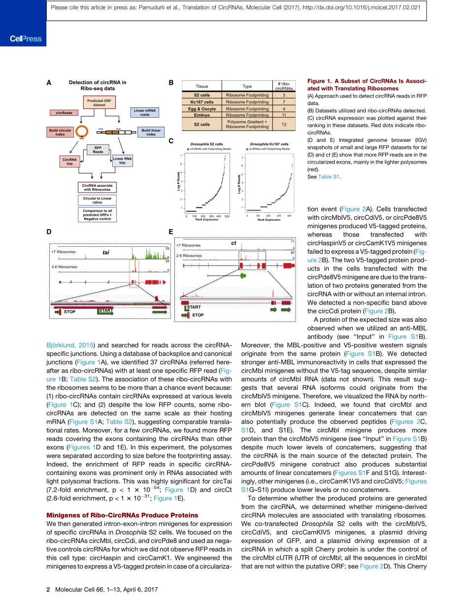 circRNA的翻译能力小综述：Translation of CircRNAs.pdf_第3页