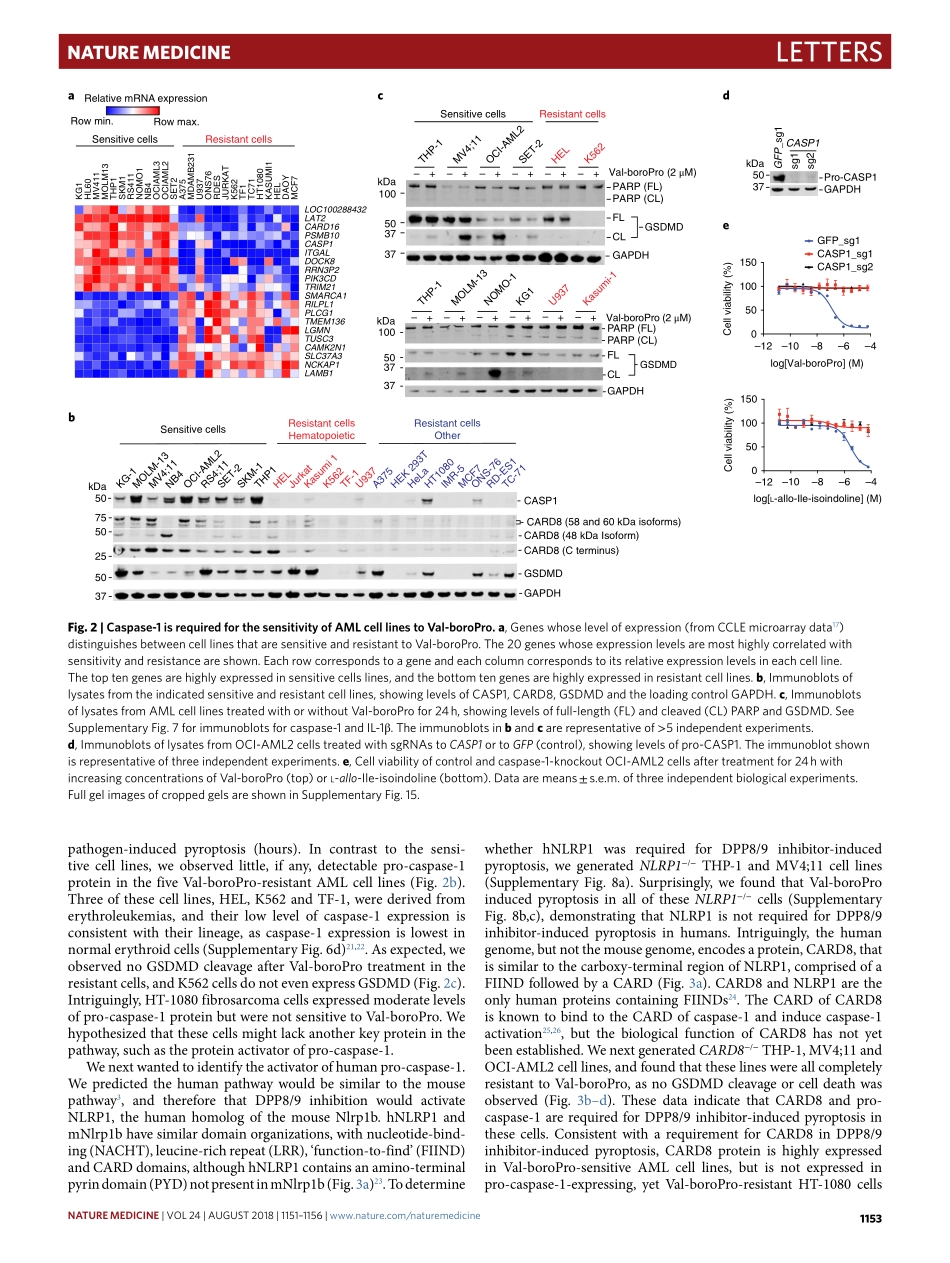 Johnson-2018-DPP8_DPP9 inhibitor-induced pyrop.pdf_第3页