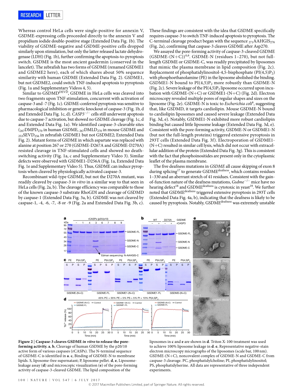 Wang-2017-Chemotherapy drugs induce pyroptosis.pdf_第2页