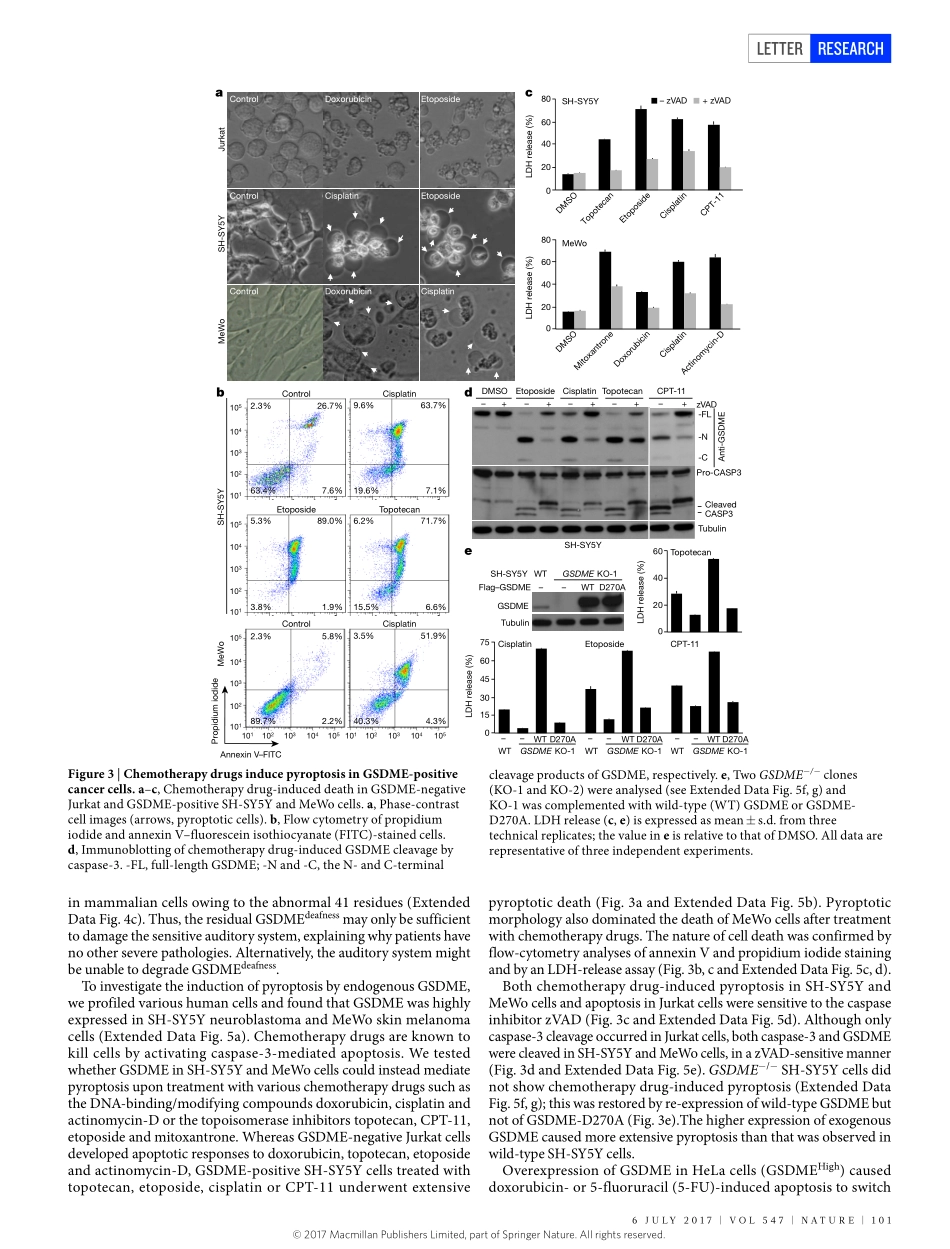 Wang-2017-Chemotherapy drugs induce pyroptosis.pdf_第3页