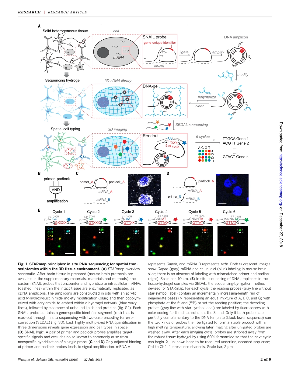 Wang-2018-Three-dimensional intact-tissue sequ.pdf_第3页