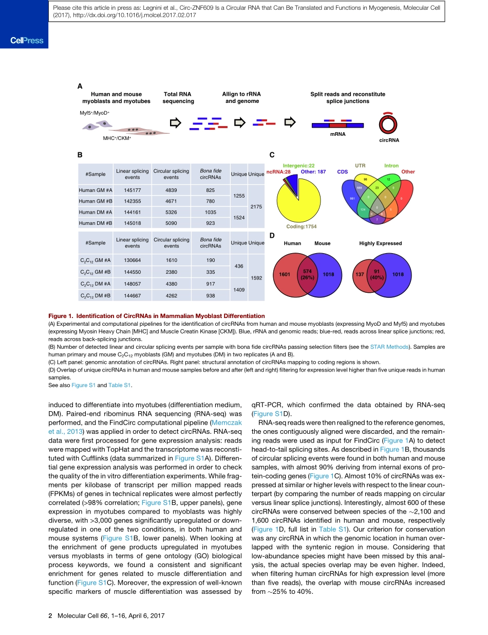 circ和心肌发育：Circ-ZNF609 Is a Circular RNA that Can Be Translated and Functions in Myogenesis.pdf_第3页