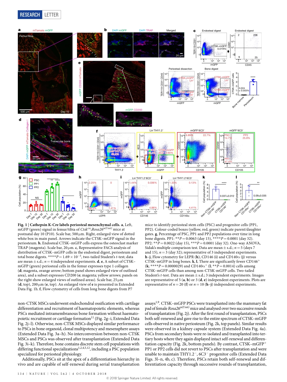 Debnath-2018-Discovery of a periosteal stem ce.pdf_第2页