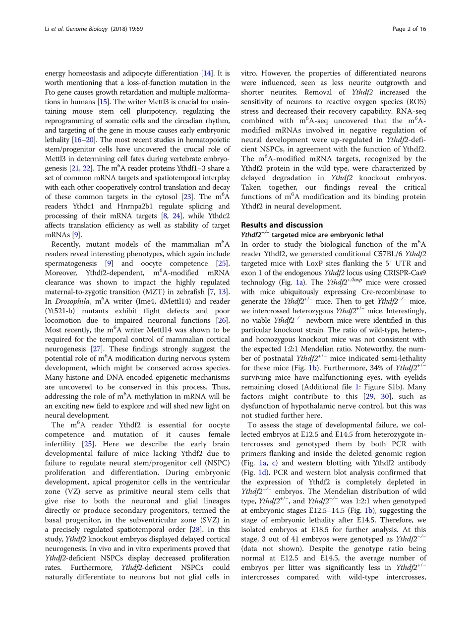 神经发育：Ythdf2-mediated m6 A mRNA clearance modulates neural development in mice.pdf_第2页