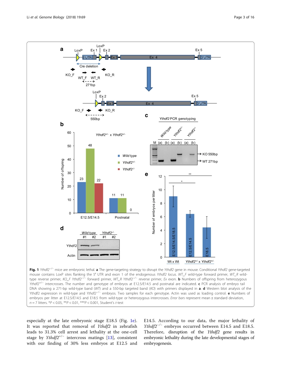 神经发育：Ythdf2-mediated m6 A mRNA clearance modulates neural development in mice.pdf_第3页