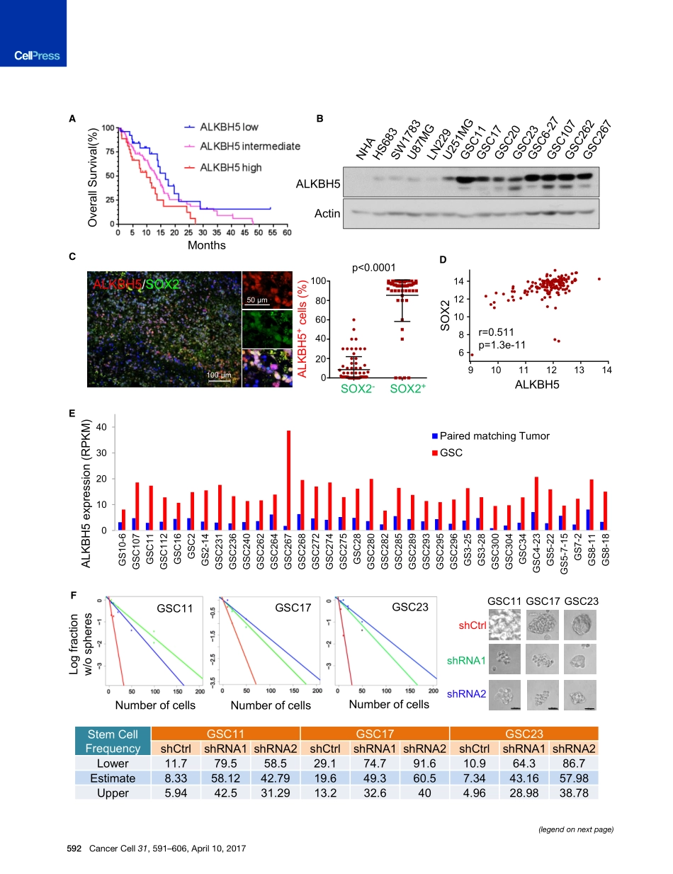 神经胶质瘤：m6A Demethylase ALKBH5 Maintains Tumorigenicity of Glioblastoma Stem-like Cells by Sustaining FOXM1 Expression and Cell Proliferation Program.pdf_第3页