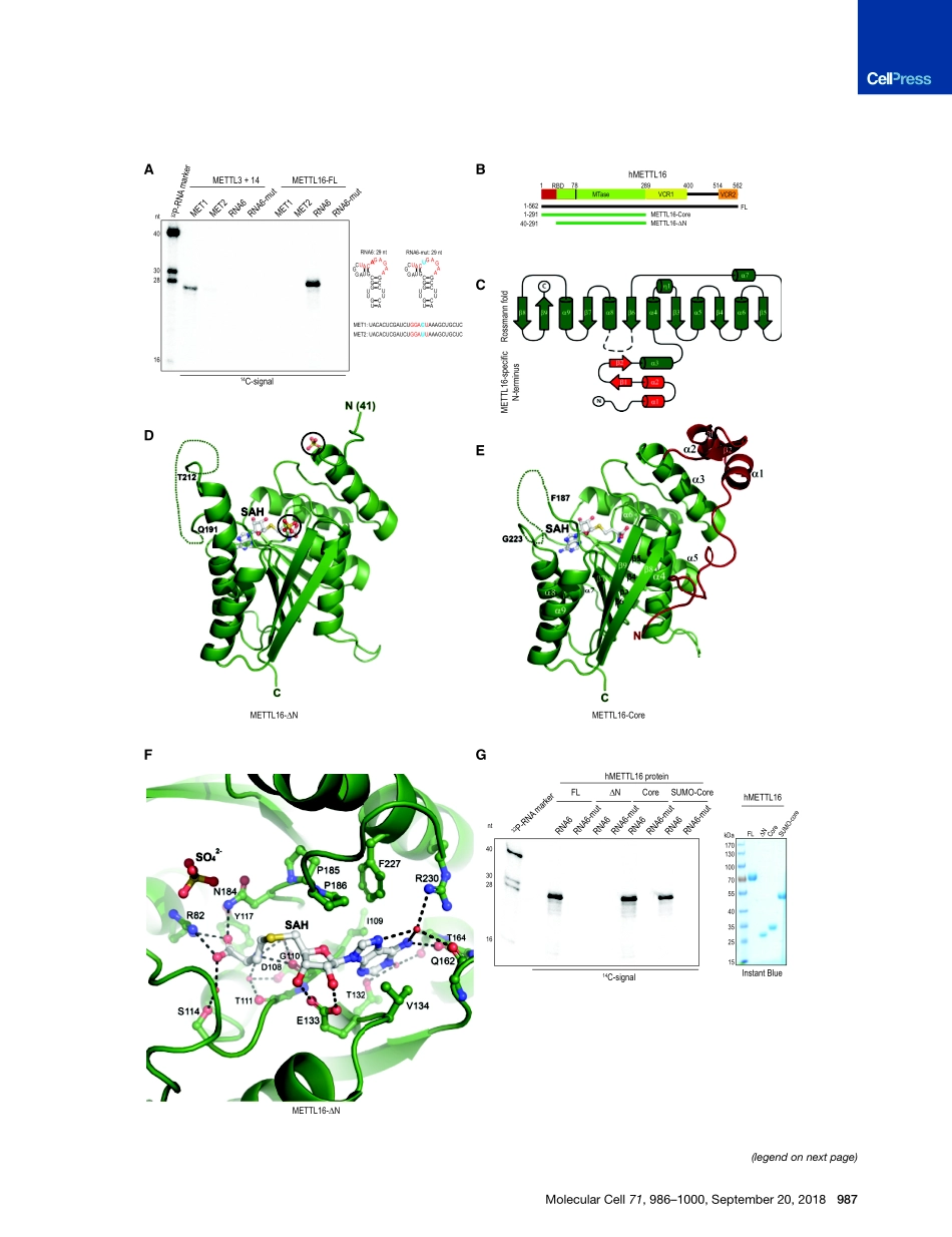 小鼠胚胎发育：Methylation of Structured RNA by the m6a.pdf_第3页