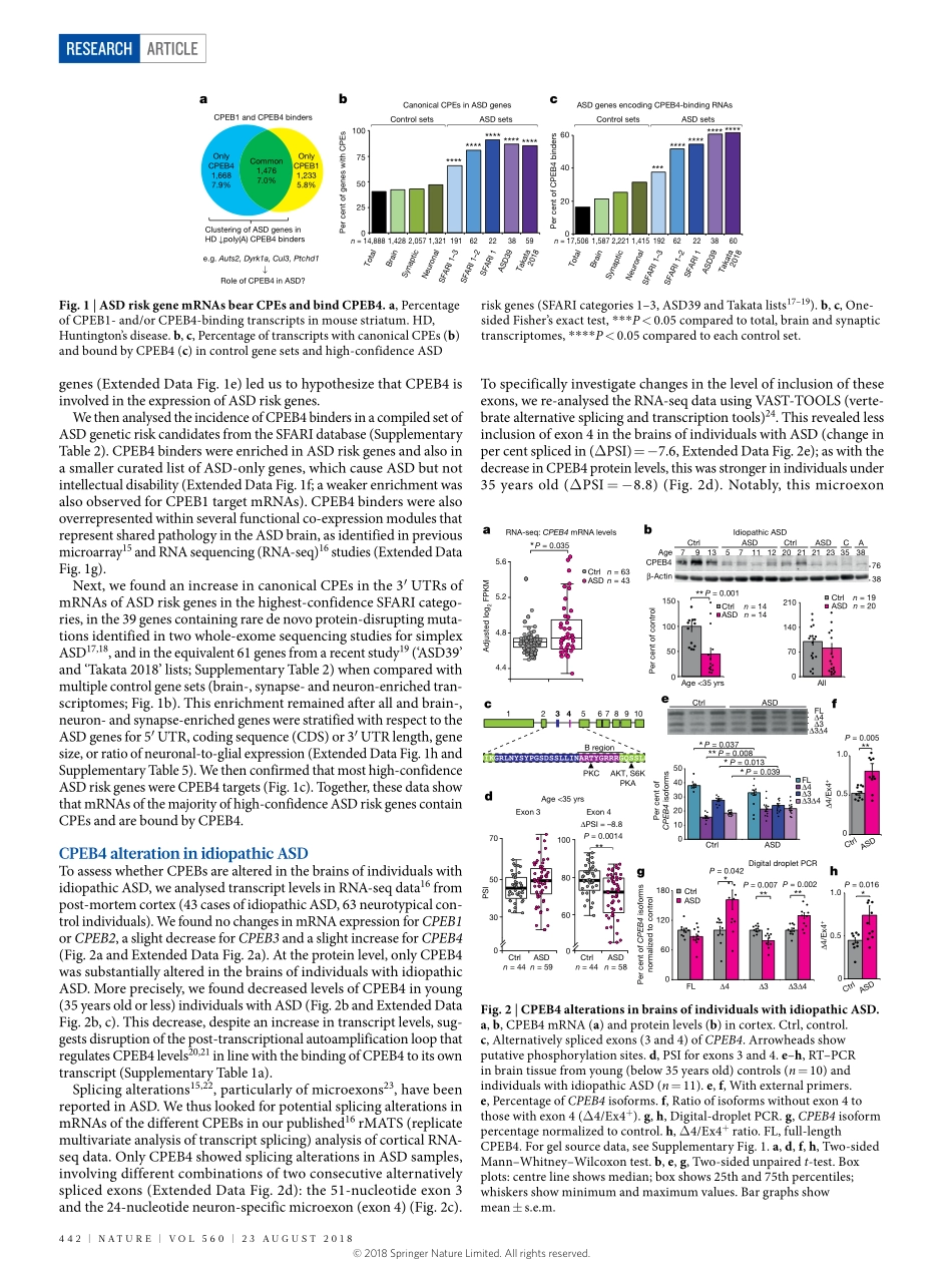 2018-Parras-Autism-like phenotype and risk gen.pdf_第2页