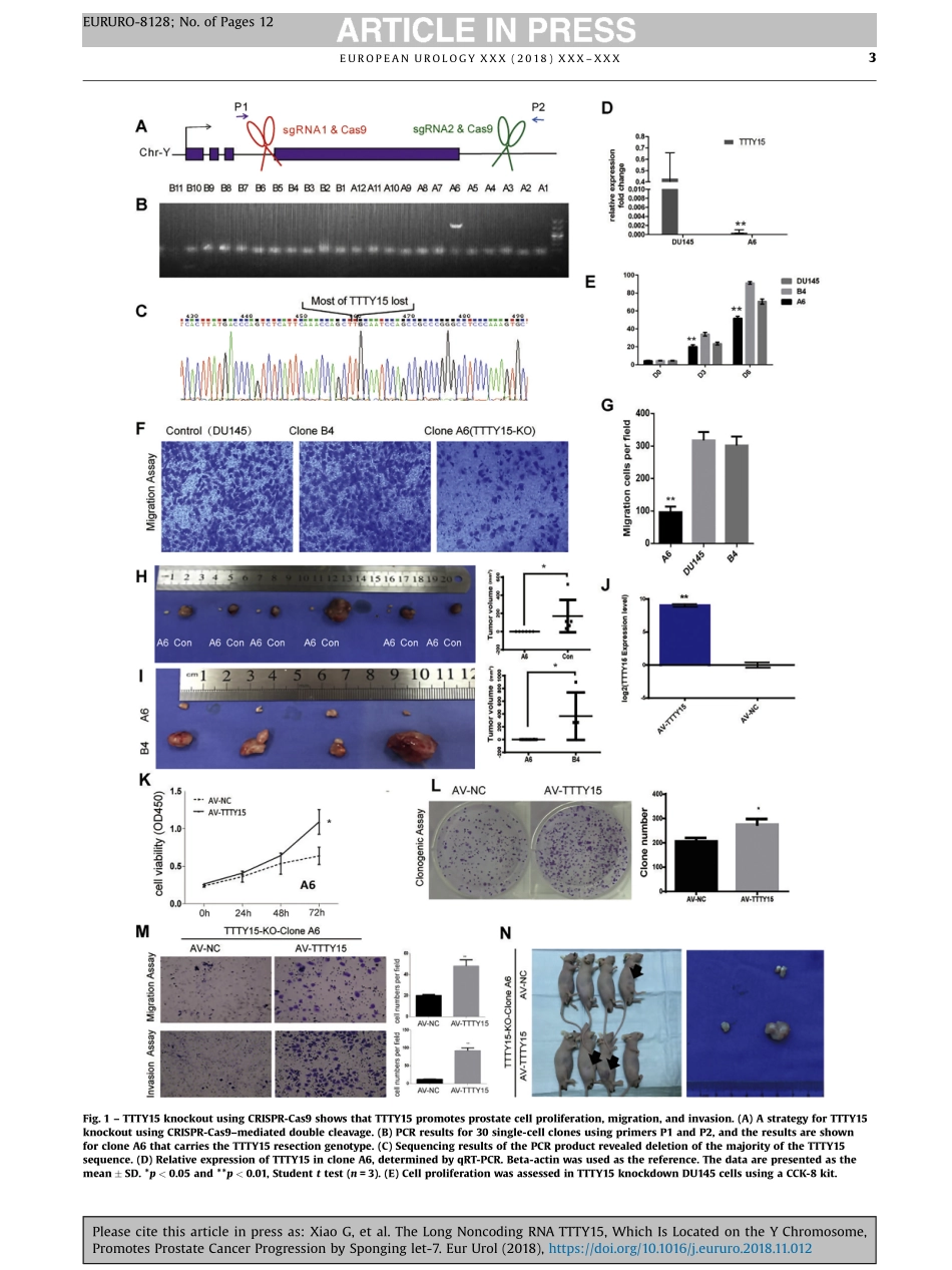 ceRNA-The Long Noncoding RNA TTTY15, Which Is Located on the Y Chromosome, Promotes Prostate Cancer Progression by Sponging let-7.pdf_第3页