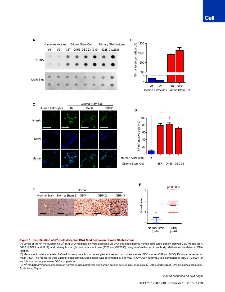 2018-Xie-N(6)-methyladenine DNA Modification i.pdf_第3页