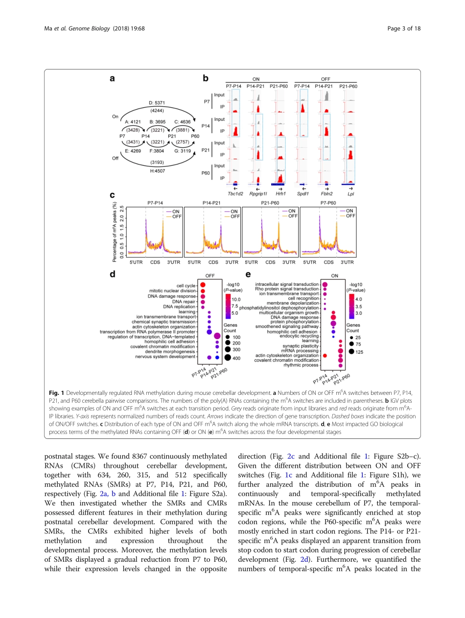 小脑发育：methylation participates in .pdf_第3页