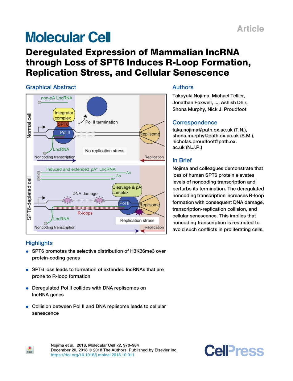 蛋白调控lncRNAs表达转录：Deregulated Expression of Mammalian lncRNA through Loss of SPT6 Induces R-Loop Formation, Replication Stress, and Cellular Senescence.pdf_第1页