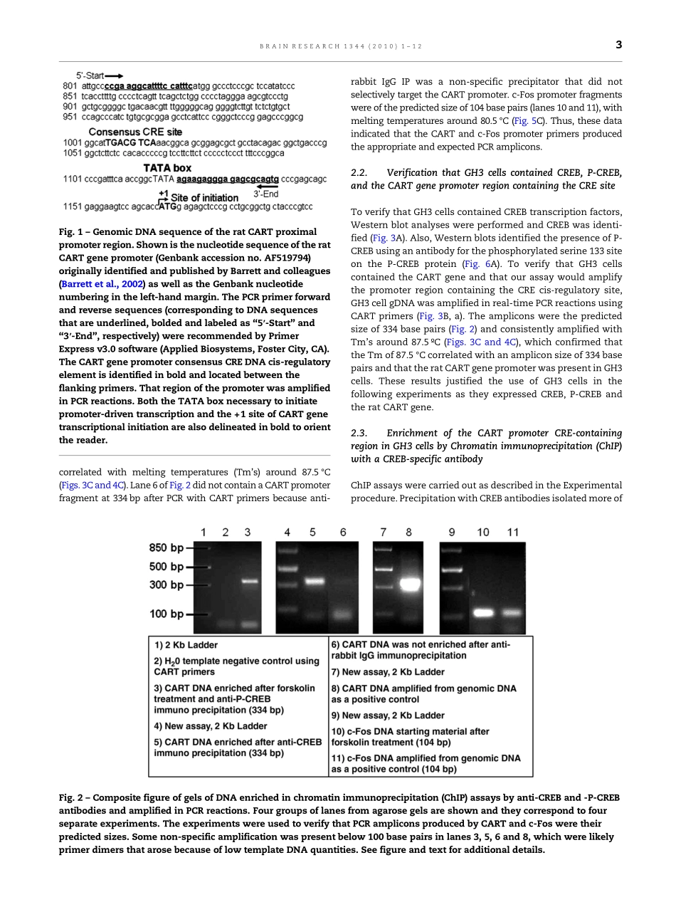 ChIP assays revealed gene proximal promoter(1).pdf_第3页
